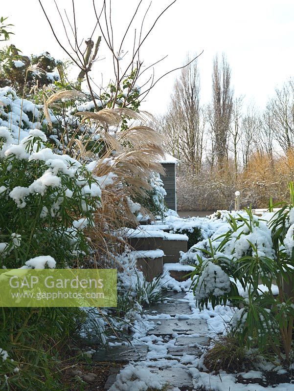 River Thames garden designed by Andy Sturgeon. Backbone of 53 English oak cubes. Box topiary, grasses and architectural plants covered in snow. 
