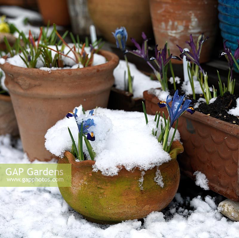 A snow covered container garden with pots of spring bulbs including Iris Harmony and Pauline