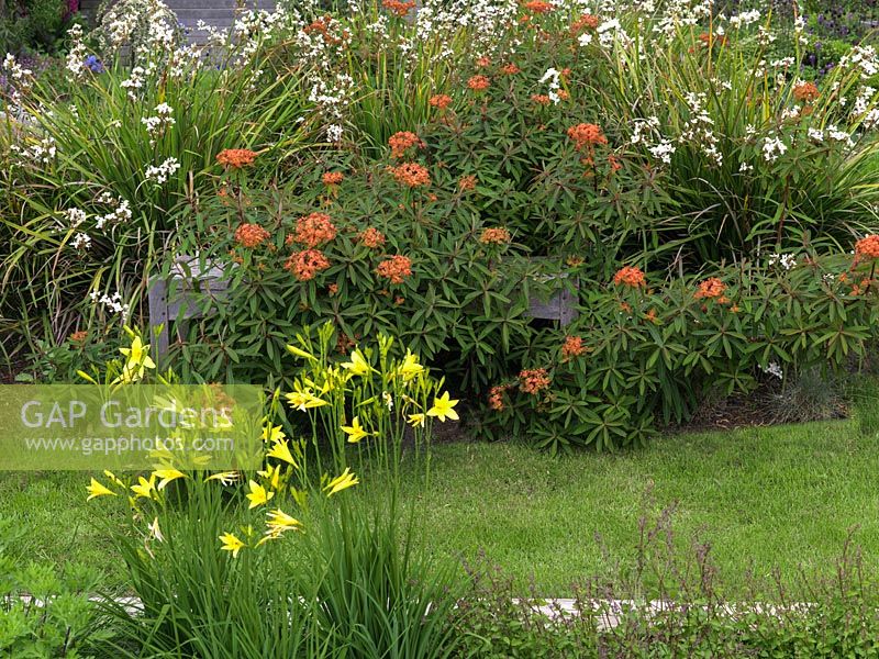 Seen over golden Hemerocallis lilioasphedolus, bed of Euphorbia griffithii Fireglow, Liberia grandiflora and blue fescue covering a wooden bench