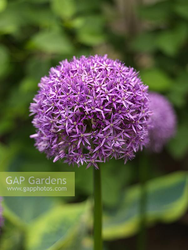 Allium Globemaster, ornamental onion, produces in late spring huge heads made up of scores of tiny purple flowers.