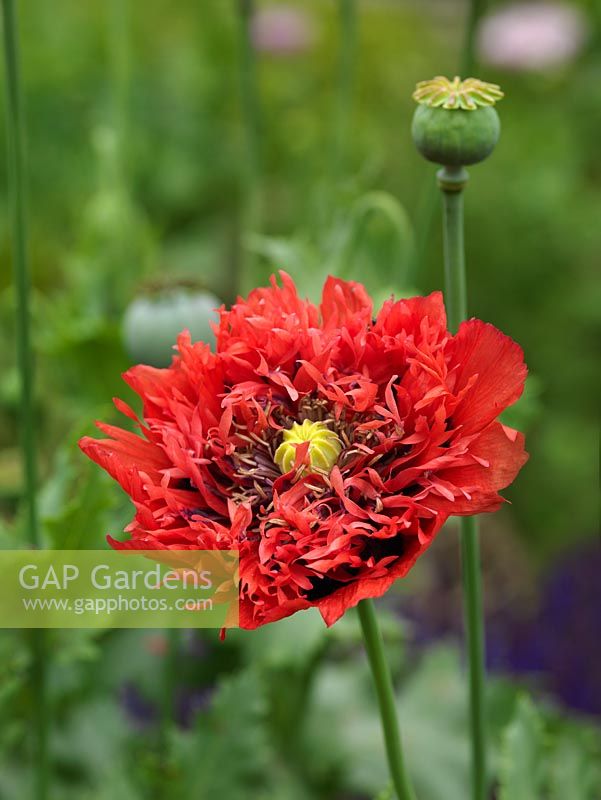 Papaver somniferum, the opium poppy, an annual producing large flowers and attractive blue green seed pods.