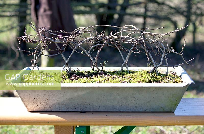 Jef Gielen - Bonsai hedge in plastic tray braided in the bend technique.