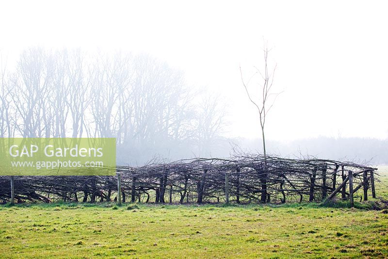 Braided hedge in landscape. Jef Gielen made this braided hedge in broken technique. 