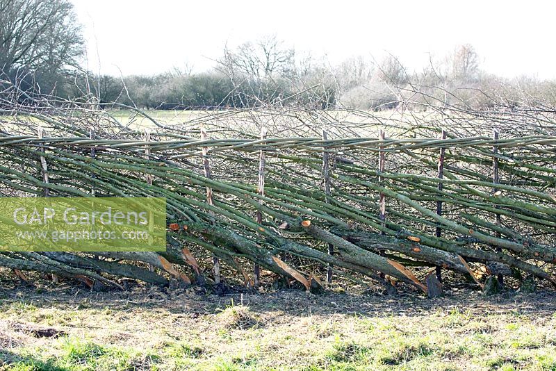Demonstration of braided hedge made by Peter Trunks UK Midland in laid technique.