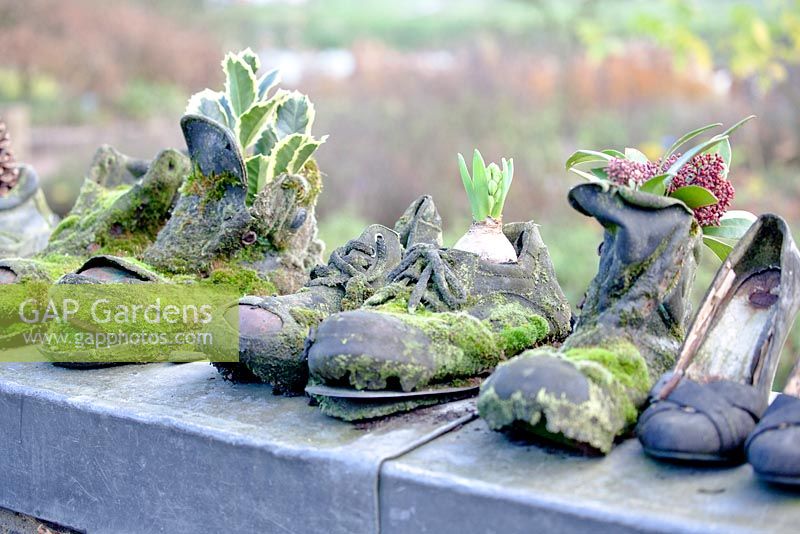 Ilex, bulb of hyacinth and  Skimmia japonica in old shoes coverd with moss on a gardenwall of stones and zinc.