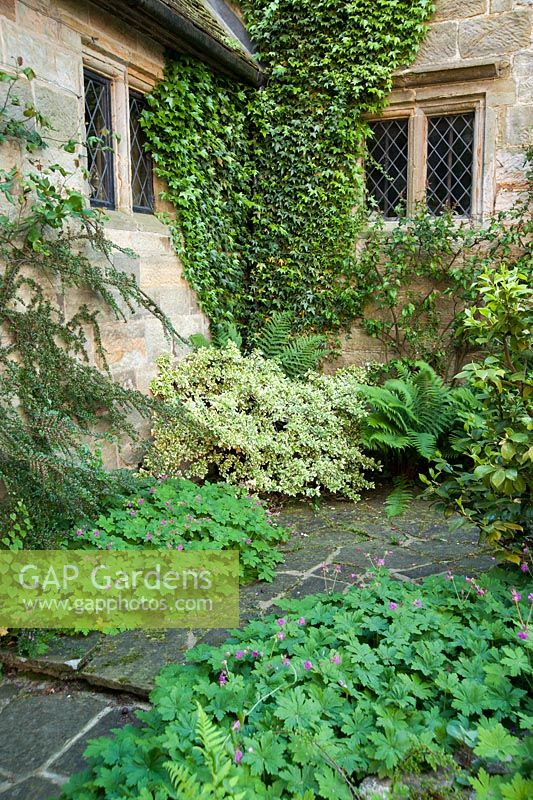 Shady corner of the Grade II listed Jacobean manor house with ivy, ferns, euonymus and pink flowered geraniums. King John's Nursery, Etchingham, East Sussex, UK