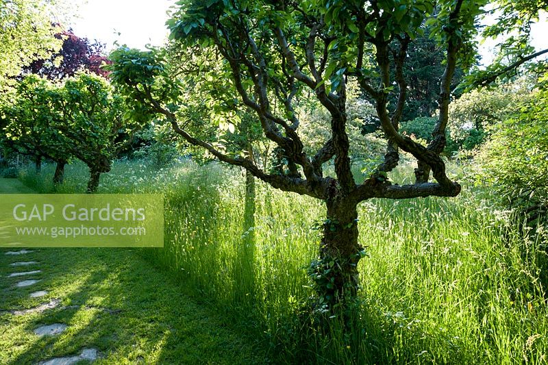 Grassy mown paths lead beneath wooden arbour into the meadow and along a line of espaliered fruit trees toward the formal garden. King John's Nursery, Etchingham, East Sussex, UK