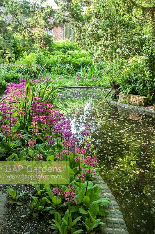 Pink and magenta candelabra primulas ring the secret pond in the woodland garden. King John's Nursery, Etchingham, East Sussex, UK