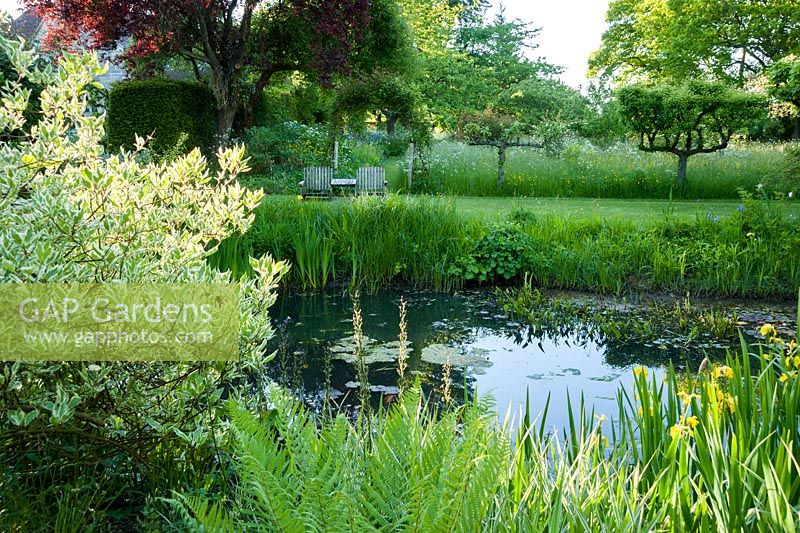 Naturalistic pond surrounded by yellow flag iris, Iris pseudacorus, ferns, reeds and cornus, with espaliered apples beyond running along the edge of the meadow. King John's Nursery, Etchingham, East Sussex, UK
