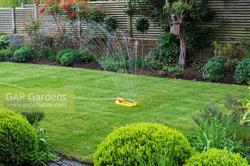 Lawn Restoration. As soon as the turf is laid, water thoroughly in early morning or evening, keeping moist for a few weeks, or until the turf is firmly established. 