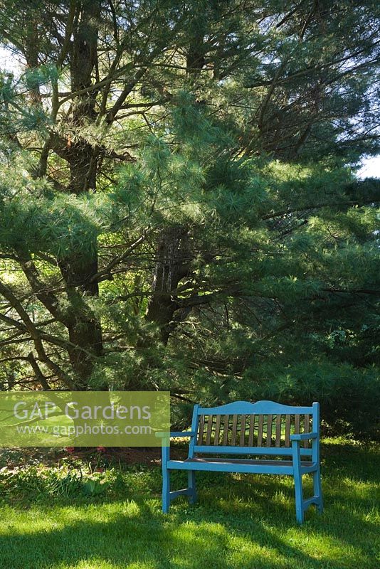 Blue painted wooden bench on lawn under a Pinus strobus - White Pine tree in private backyard garden in late spring