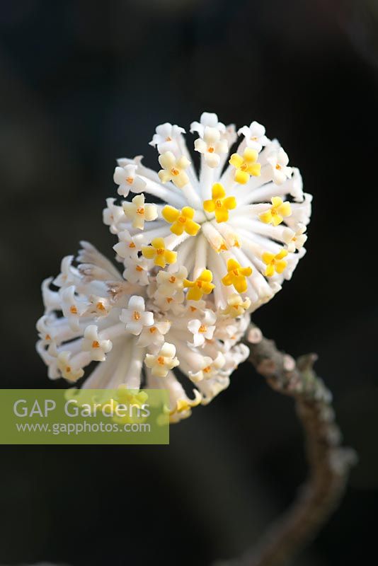 Edgeworthia chrysantha - paperbush