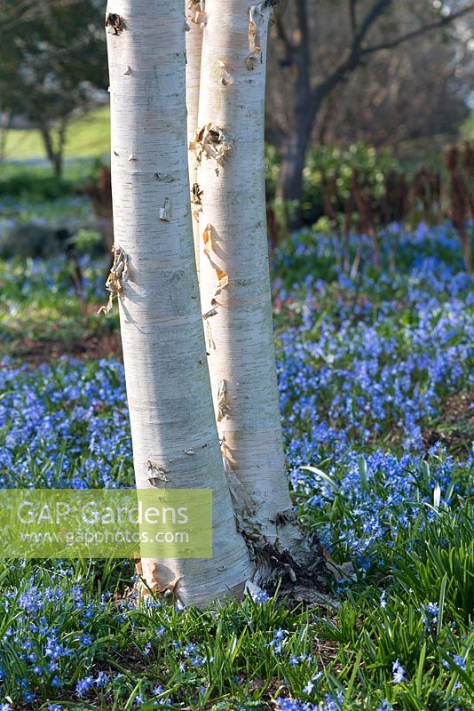 Betula ermanii - gold birch with naturalised Chionodoxa - Glory of the Snow in grass
