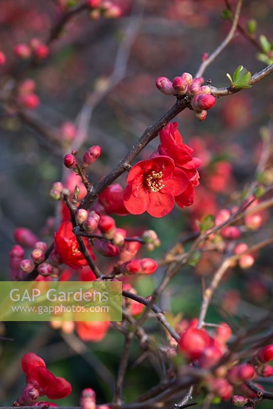 Chaenomeles x superba 'Crimson and Gold' - Japanese quince