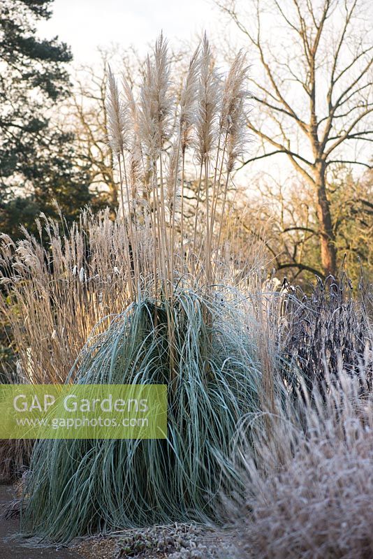 Cortaderia selloana 'Pumila' AGM - pampas grass and Miscanthus sinensis with frost in winter