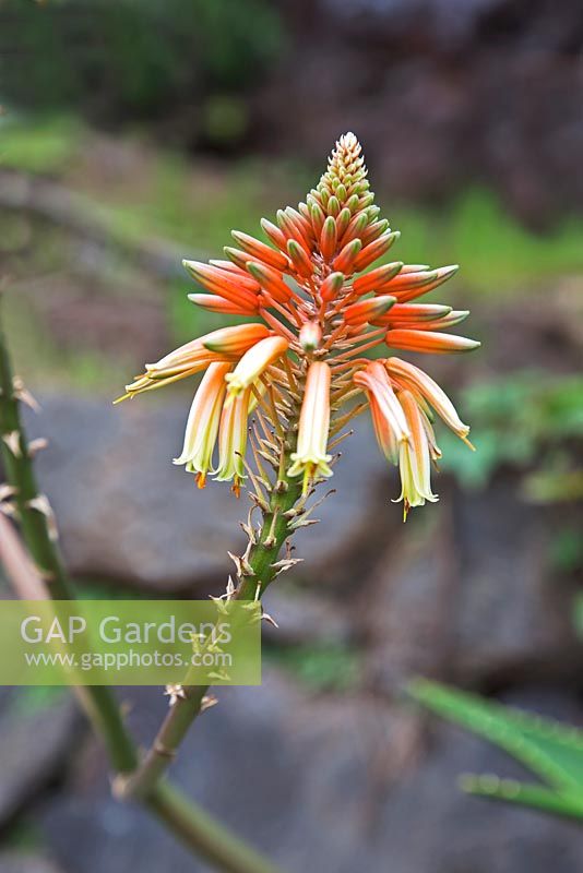 Aloe arborescens - Tree Aloe - endemic to South Africa. Taora public gardens, Puerto de la Cruz, Tenerife.  February.