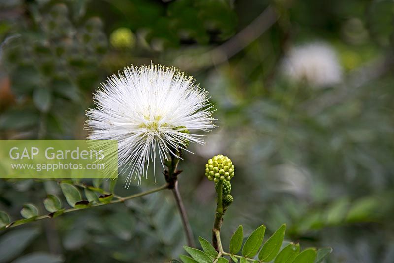 Calliandra haematocephala 'Alba' - Powder Puff Tree.  Private sub-tropical garden, Funchal, Madeira.  March