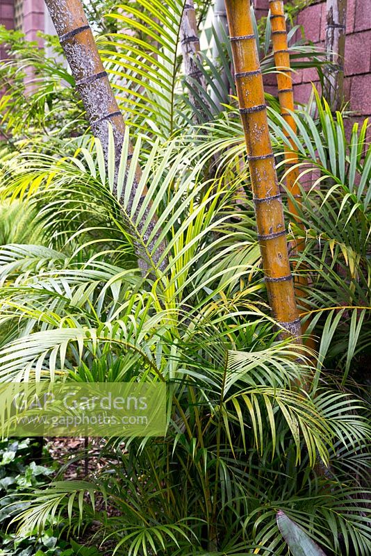 Dypsis lutescens -'Bamboo Palm'. Botanical Gardens, Puerto de la Cruz, Tenerife.  February.