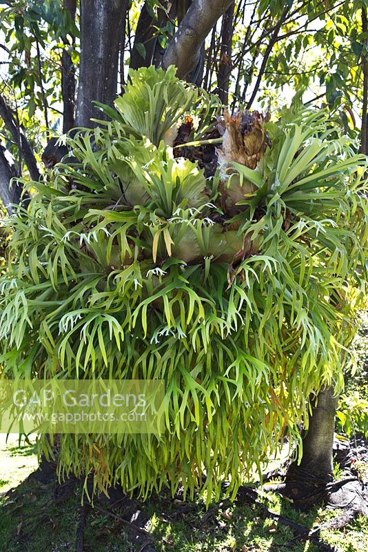 Platycerium bifurcatum - Stag's Horn Fern.  Private sub-tropical garden, Funchal, Madeira. March.
