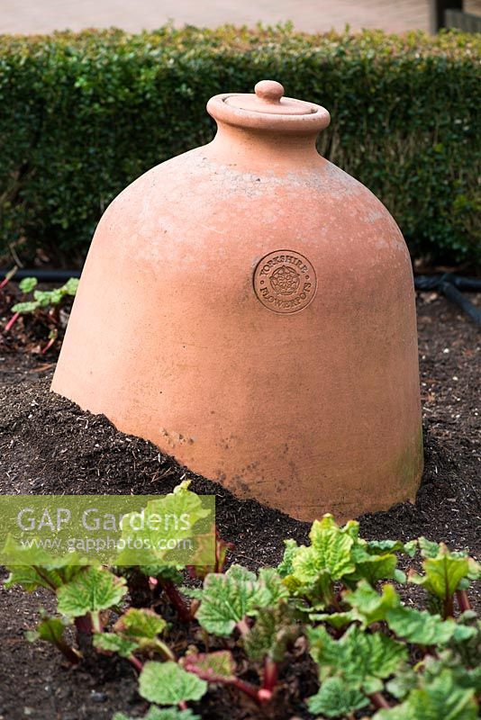 Terracotta Rhubarb Forcer by Yorkshire Flowerpots in the vegetable garden at RHS Wisley Gardens, Surrey