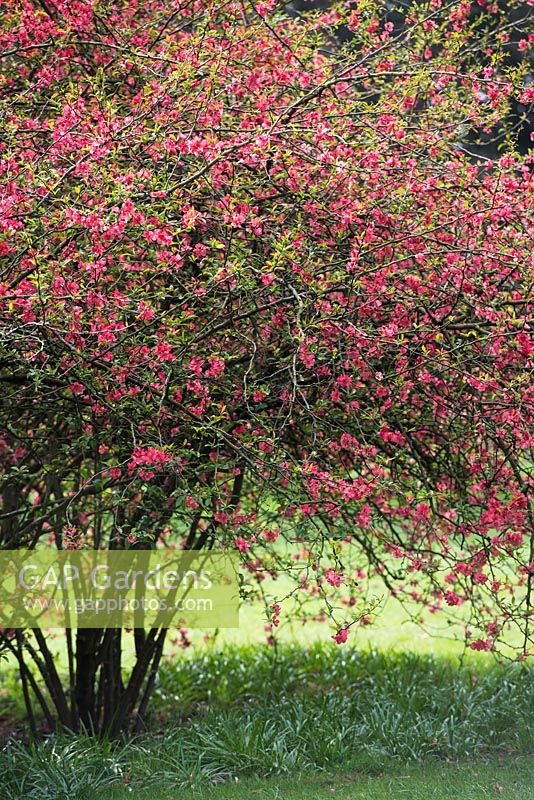 Chaenomeles x hybrida  - Japanese quince