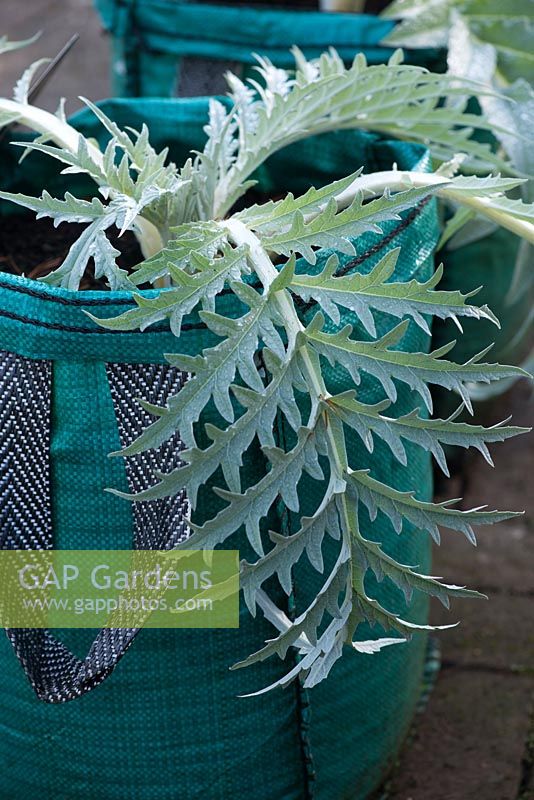 Cynara cardunculus 'Rouge d'Alger' - globe artichoke, the cardoon planted in growing bags