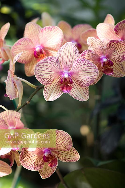 Phalaenopsis harlequin - pink yellow type - Moth orchid