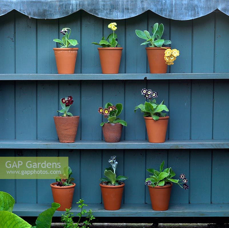Auricula Theatre in shady spot against fence. Crafted from salvaged wooden planks.