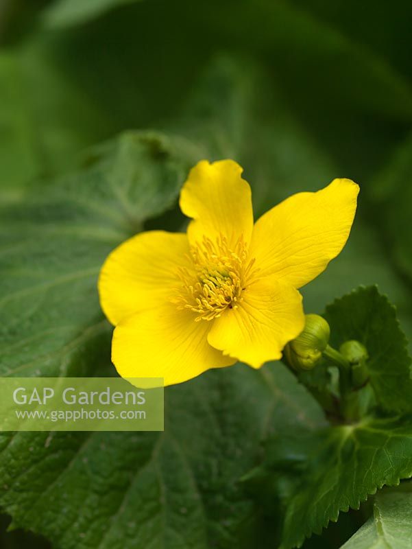 Caltha palustris, kingcup of marsh marigold, a perennial, aquatic marginal plant with golden flowers from spring.
