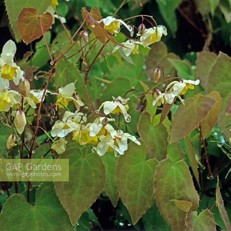 Epimedium x versicolor Neosulphureum, Bishops Mitre, a perennial flowering in spring with handsome, bronzed leaves and two-tone, golden flowers.
