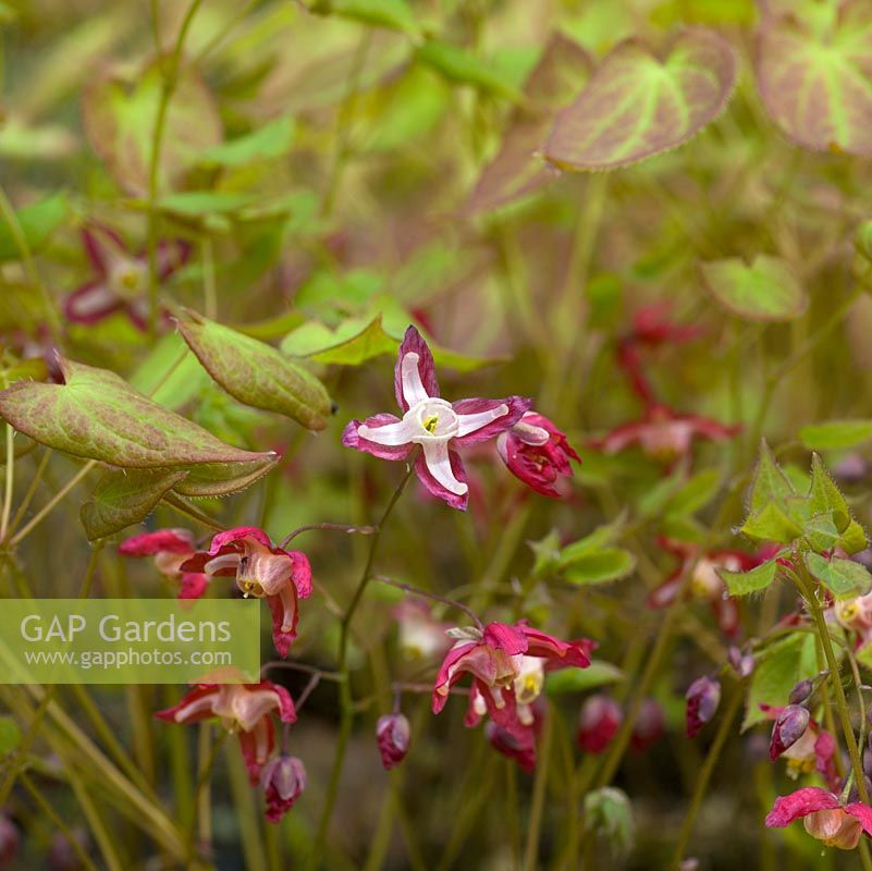 Epimedium x rubrum, Bishops Mitre, a perennial bearing dainty, dancing red and white flowers in spring.