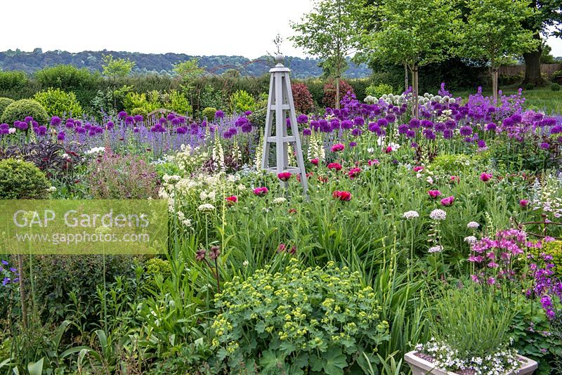 A wooden obelisk in the middle of a mixed border with planting including Allium 'Purple Sensation' and 'Mount Everest', Alchemilla Mollis, Nepeta, Papaver, Digitalis, Aquilegia, hardy Geranium and white Valerian. This garden was planted only two years before these images were taken.
