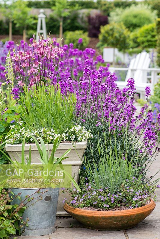 Pots of lavender set against backdrop of  aquilegia and Erysimum 'Bowles Mauve'.