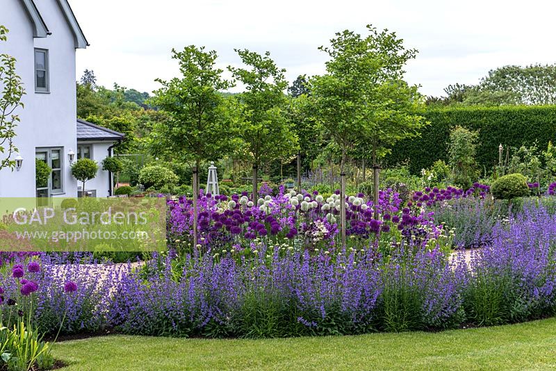 Box balls with Ligustrum standards are combined with swathes of Nepeta 'Six Hills Giant' and 'Walkers Low', as well as long flowering Erysimum. Allium 'Purple Sensation' and 'Mount Everest are planted throughout. Trees are Crataegus prunifolia - white flowering hawthorn.