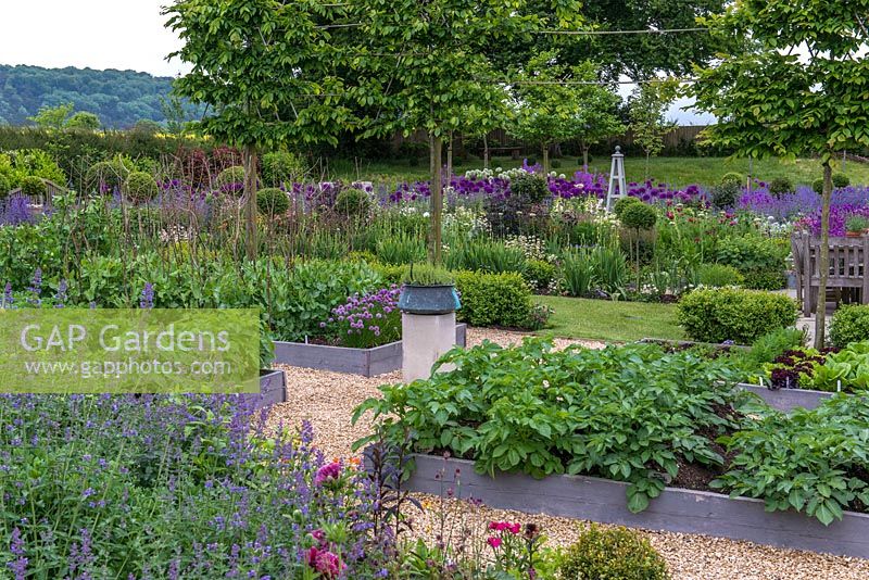 A young pleached hornbeam hedge separating a flower and a vegetable garden. In the foreground the raised beds contain potatoes, carrots, peas, chives and lettuce varieties. The mixed border behind has Standard Ligustrum, Allium, Digitalis, Papaver, Sisyrinchium and Geranium.