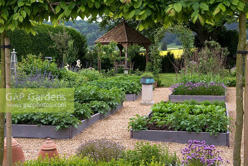 A view of the vegetable garden framed by a pleached hornbeam hedge. The raised beds contain potatoes, carrots, peas, chives and lettuce varieties.