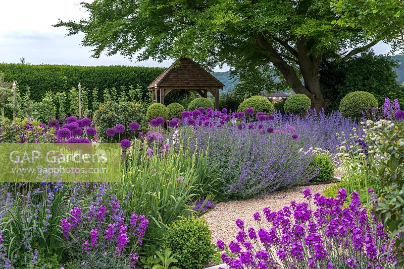 Summerhouse seen over mixed beds with Allium 'Purple Sensation', Erysimum 'Bowles Mauve',  white valerian, aquilegia and purple sweet rocket. Paths edged in Nepeta 'Walkers Low', studded with Ligustrum standards, privet cut into lollipop shapes.