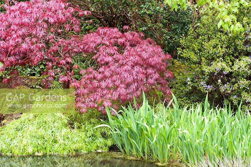 Iris, acers and azaleas around the pond. The Japanese Garden and Bonsai Nursery, St.Mawgan, nr Newquay, Cornwall