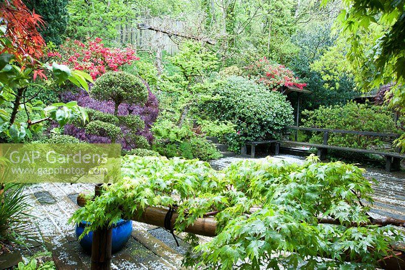 Hail stone covered deck surrounded by trees and shrubs including acers, azaleas, camelllias, cloud pruned Ilex crenata in a container and Ulmus x hollandica 'Jacqueline Hillier'. The Japanese Garden and Bonsai Nursery, St.Mawgan, nr Newquay, Cornwall