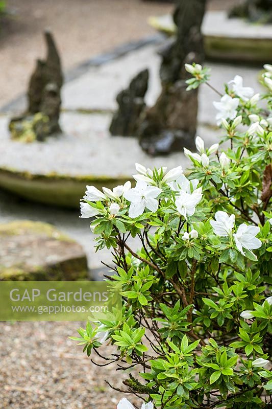 White azalea with stones beyond. The Japanese Garden and Bonsai Nursery, St.Mawgan, nr Newquay, Cornwall