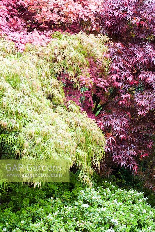 Acer palmatum 'Villa Taranto' on the left with red acers and white flowered azalea in front. The Japanese Garden and Bonsai Nursery, St.Mawgan, nr Newquay, Cornwall