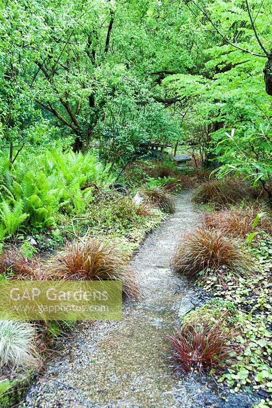 Uncinia rubra and ferns alongside a stream and path in the wild part of the garden below acers, willows and Cercis siliquastrum. The Japanese Garden and Bonsai Nursery, St.Mawgan, nr Newquay, Cornwall