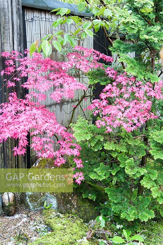 Bright new acer foliage mingles with a conifer against a bamboo fence. The Japanese Garden and Bonsai Nursery, St.Mawgan, nr Newquay, Cornwall