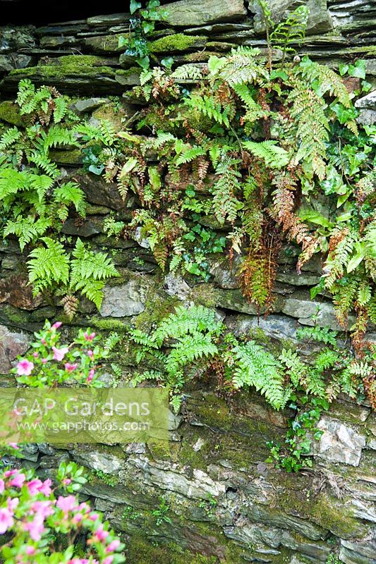 Ferns and ivy self seeded into the stone side of the Tea House, part of a former barn on the site. The Japanese Garden and Bonsai Nursery, St.Mawgan, nr Newquay, Cornwall