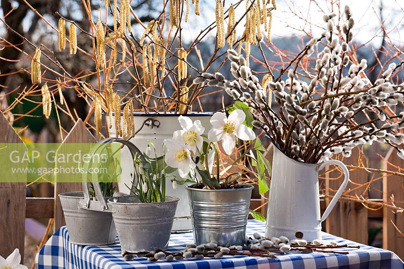 Helleborus niger, catkins and snowdrops in outdoor spring display.