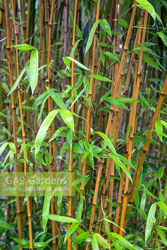 Phyllostachys aurea - Bamboo