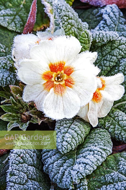 Primula vulgaris - Primrose with frost 