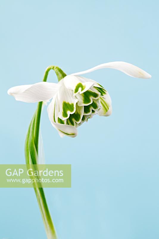Galanthus nivalis pleniflorus 'Flore Pleno' - Snowdrop
