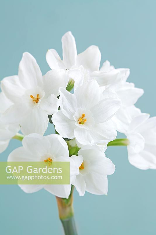 Narcissus Papyraceus, 'Paper White' - March