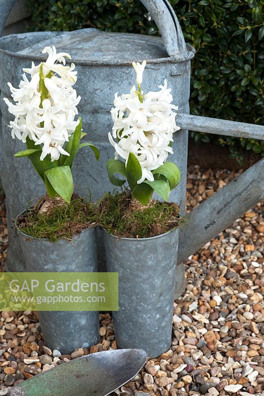Hyacinth 'White Pearl' in galavanised metal pots with watering can